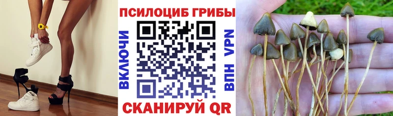 Псилоцибиновые грибы Psilocybine cubensis  Ельня 